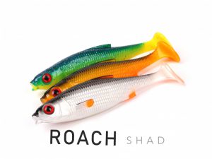ROACH SHAD